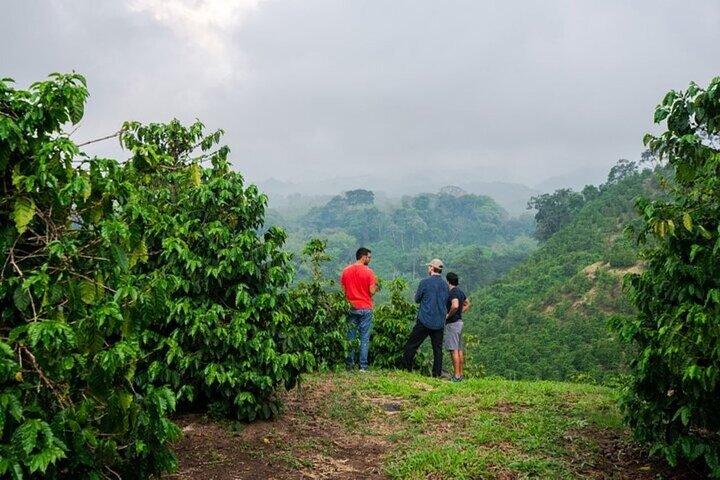 Day Tour To Fairview Coffee Farm