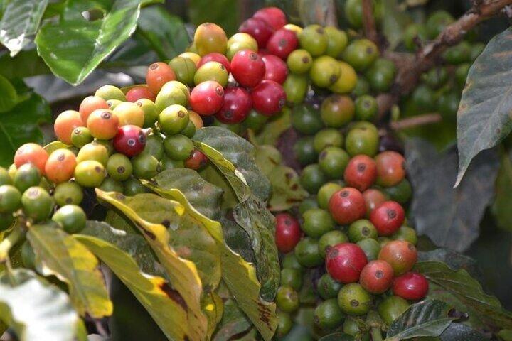 Day Tour To Fairview Coffee Farm