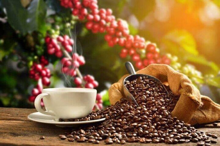Day Tour To Fairview Coffee Farm