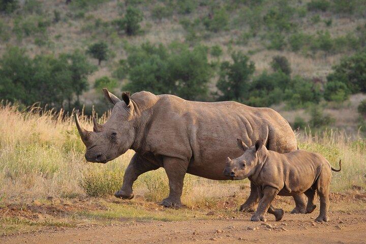 Gambia to Senegal Tour with Ferry Crossing and Safari Park