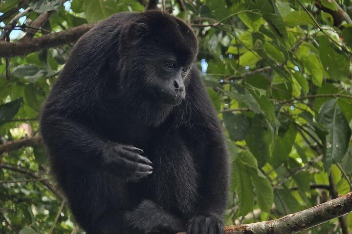 Monkey Watch and Gatun Lake Wildlife Safari Private Tour