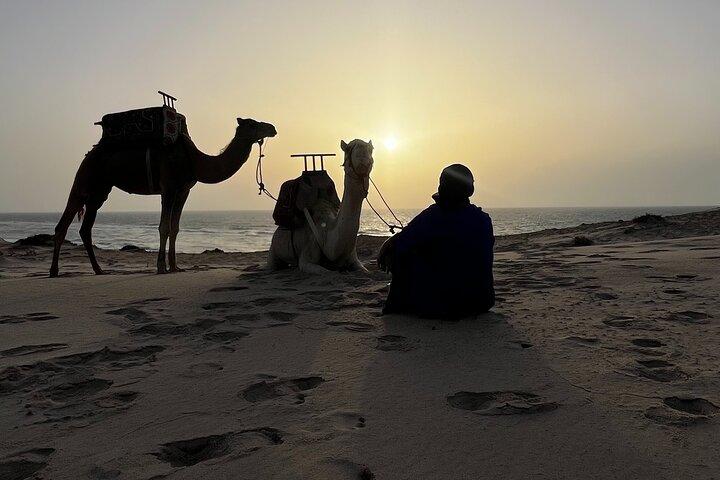 Dakhla Camel Ride Experience