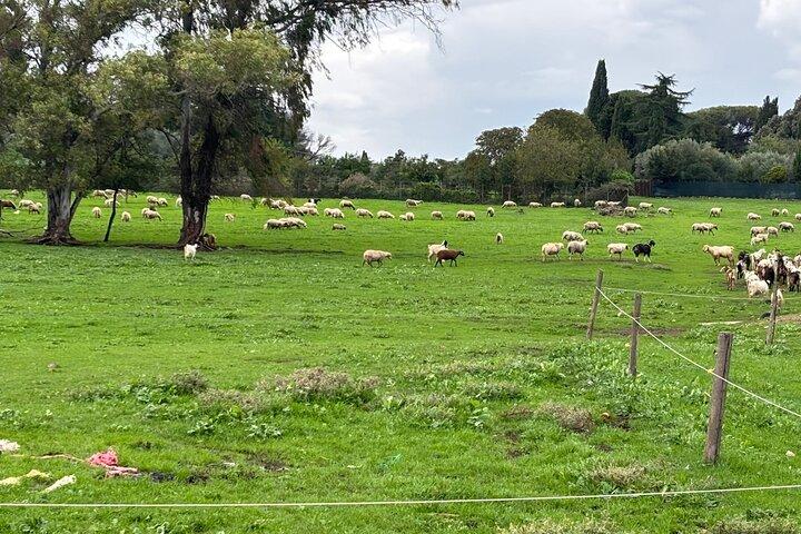 Private E-bike tour of Appian way&aqueduct(Catacombs,food option)