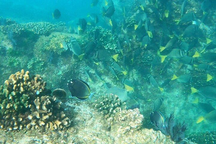 Snorkeling On Chilean Beach Transportation And Drinks Included