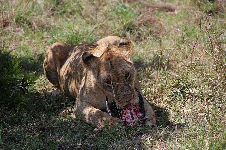 Maasai Mara Daytrip from Nairobi and Naivasha