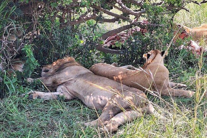 4day Maasai Mara, Lake Nakuru, and Lake Naivasha