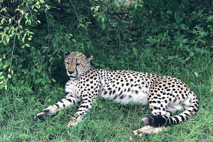 4day Maasai Mara, Lake Nakuru, and Lake Naivasha