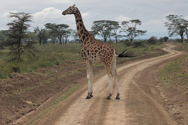 4day Maasai Mara, Lake Nakuru, and Lake Naivasha