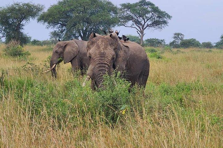 3 Day Murchison Falls Safari with Accommodation