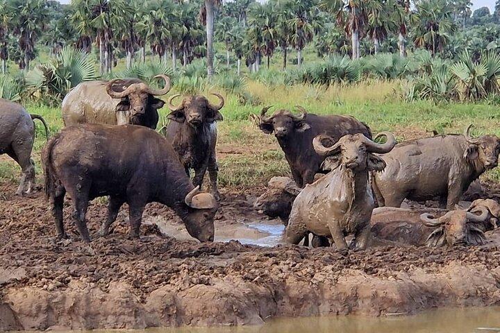 3 Day Murchison Falls Safari with Accommodation