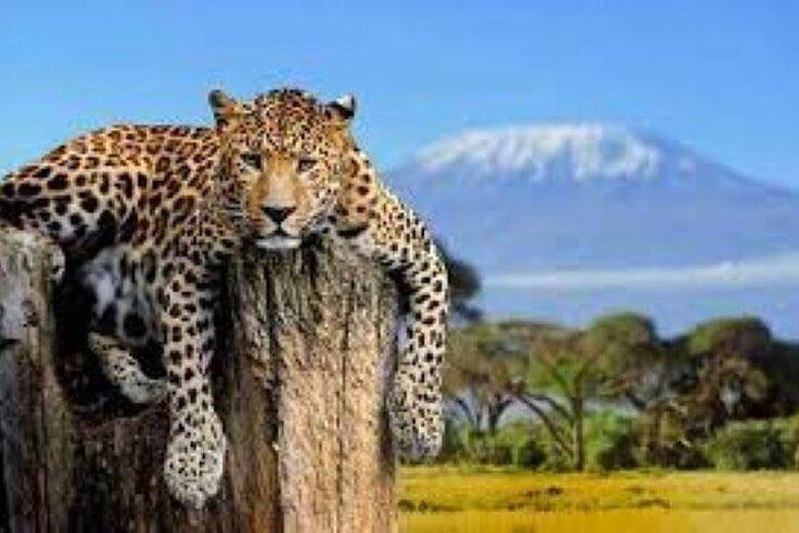 Full Day Tour to Mount Kenya