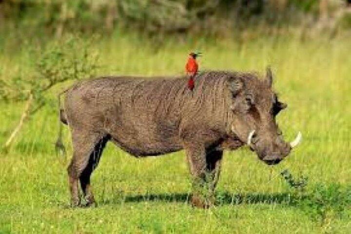 Full Day Tour to Mount Kenya
