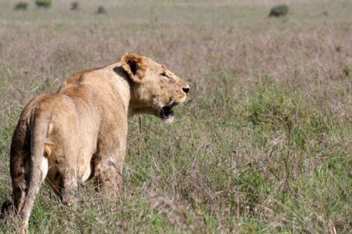 Day tour to Nairobi National Park and Giraffe Centre