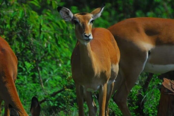 Day tour to Nairobi National Park and Giraffe Centre
