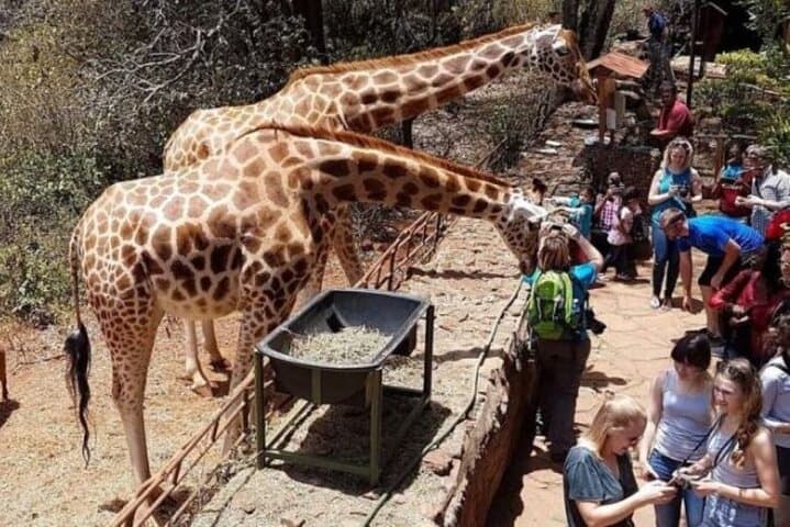Day tour to Nairobi National Park and Giraffe Centre