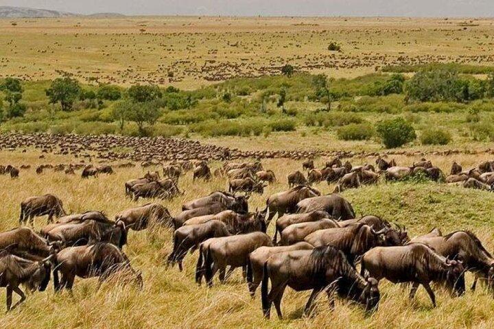 3 Days, 2 Nights Maasai Mara Private Safari - 4 x 4 Safari Jeep