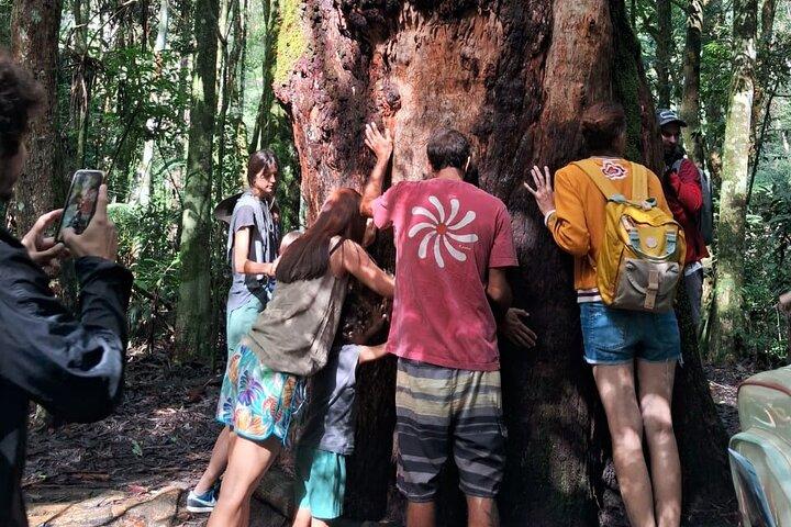 4x4 Tijuca National Park Rio de janeiro