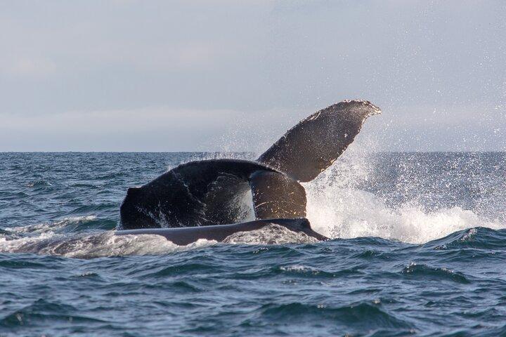 Vancouver's Intimate West Coast Whale Watching Experience