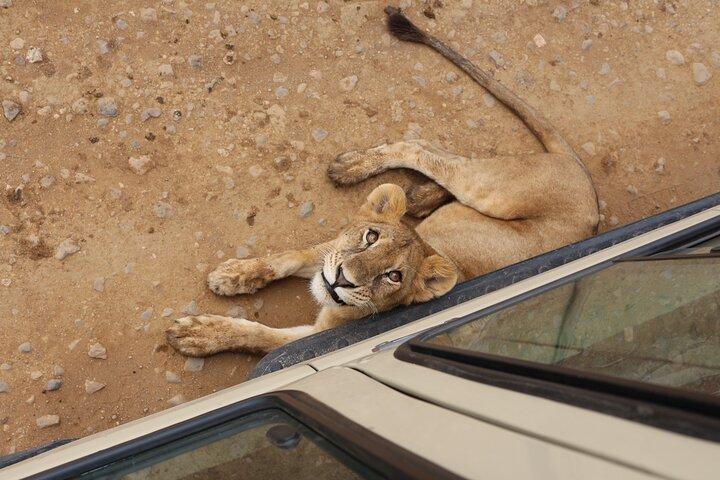 2 Days Ngorongoro Crater and Tarangire Park Adventure Safari
