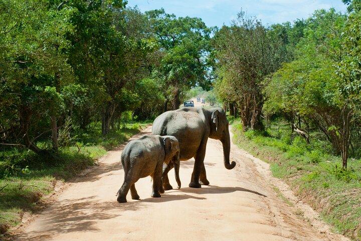 Yala National Park Safari from Hambantota port (Shore Excursion)