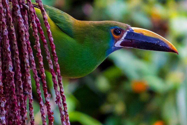 Cali: Birding | Birds of the Cali River - Bird Watching