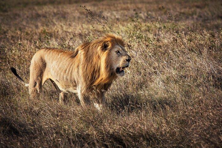4 Days Discover the Heart of Africa’s Wildlife