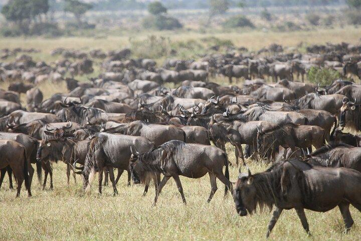 4 Days Discover the Heart of Africa’s Wildlife