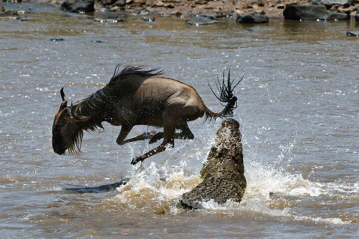4 Days Discover the Heart of Africa’s Wildlife