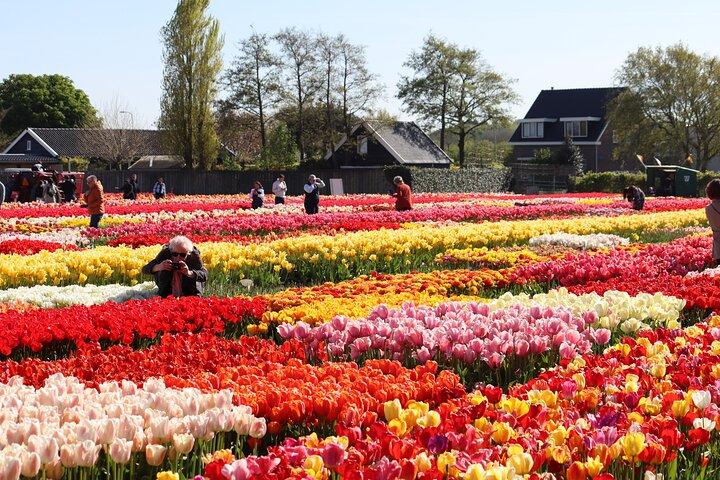 Amsterdam: Half Day Tour Tulip Fields and Tulip Experience
