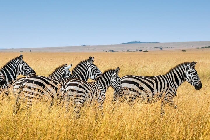 2-Day Safari from Zanzibar to Serengeti & Ngorongoro