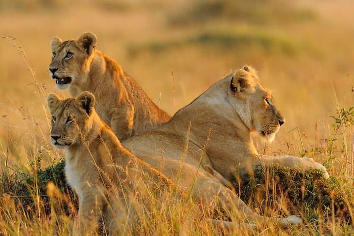 2-Day Safari from Zanzibar to Serengeti & Ngorongoro