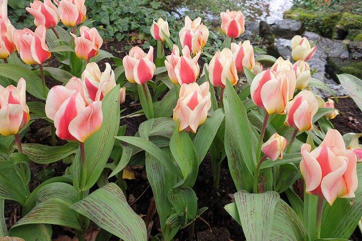 Keukenhof Tulip Tour Small Group Hidden Windmills and Delft