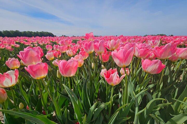 Keukenhof Tulip Tour Small Group Hidden Windmills and Delft
