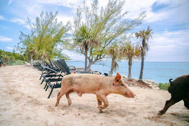 Swimming Pigs of Rose Island & Beach Day with Turtle Viewing