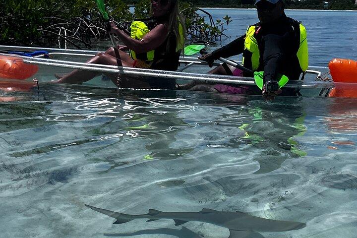 Clear Kayak Eco Tour Explore Mangroves and Meet the Turtles