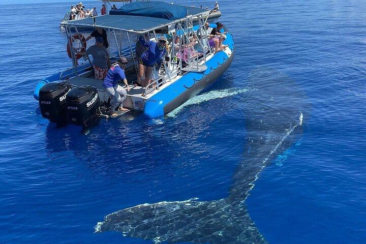 Maui Eco-Raft Tour: Eye-Level Whale or Dolphin Watching - Lahaina