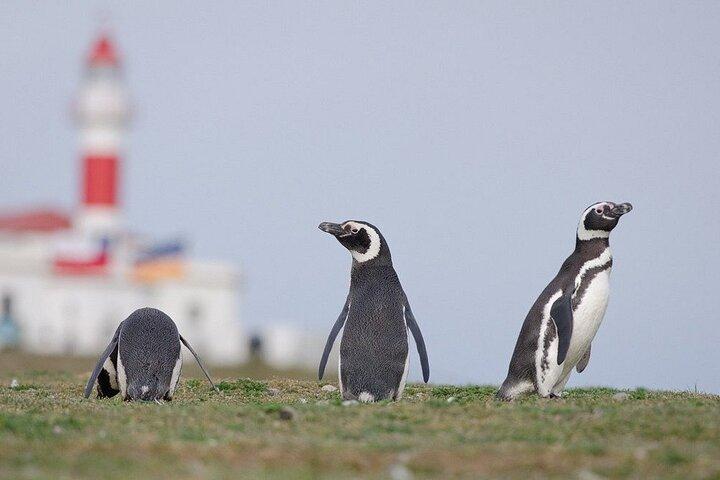 Half Day Sailing to Isla Marta and Magdalena from Punta Arenas