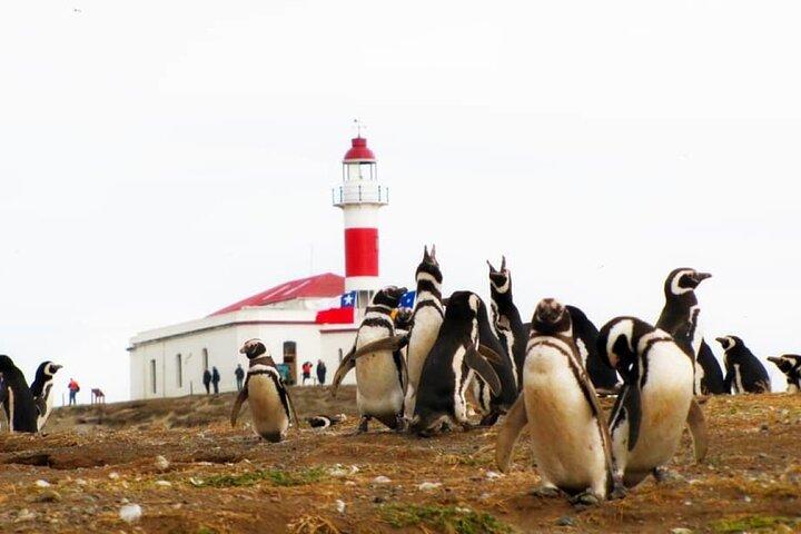 Half Day Sailing to Isla Marta and Magdalena from Punta Arenas