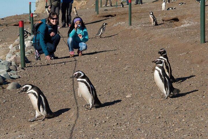 Half Day Sailing to Isla Marta and Magdalena from Punta Arenas