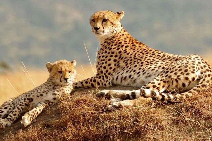3 Days, 2 Nights Maasai Mara Private Safari - 4 x 4 Safari Jeep