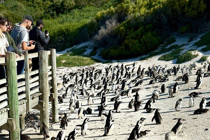 Full Day Cape Peninsula tour in private car