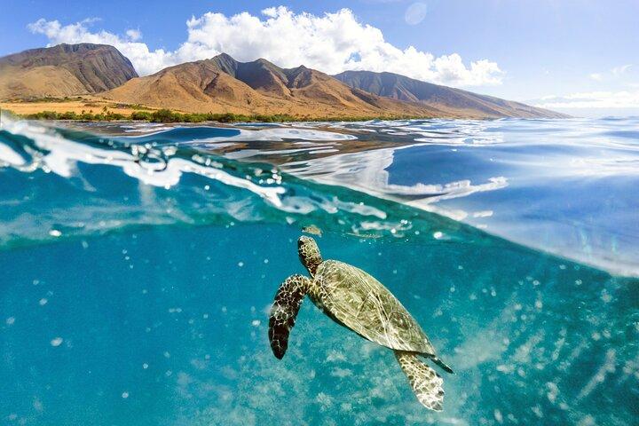 Turtles & Tacos Luxury Catamaran Snorkel