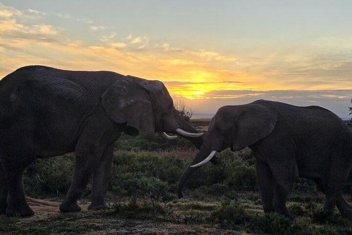 Amazing Safari at Game Reserve in Cape Town - see the Big5