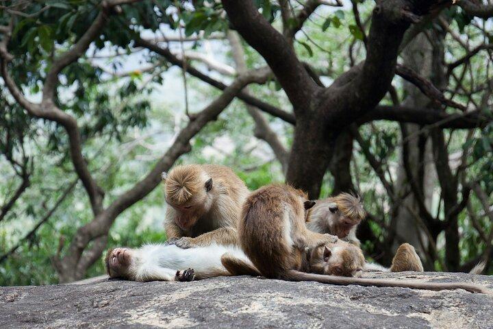 Sigiriya and Dambulla Day Tour from Kalutara All Inclusive