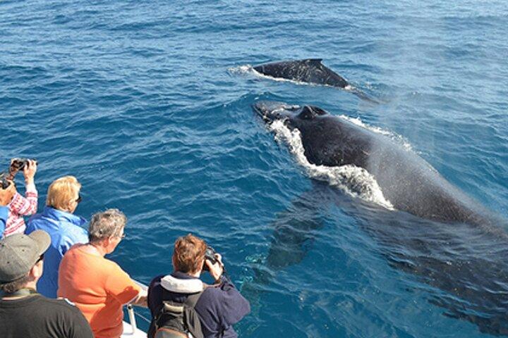 From Galle/Unawatua: All-Inclusive Whales & Dolphin Watching Tour