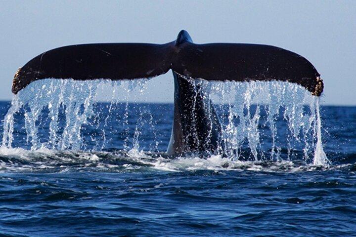 From Galle/Unawatua: All-Inclusive Whales & Dolphin Watching Tour