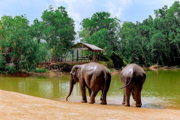Elephant Sanctuary Small Group Tour in Phuket