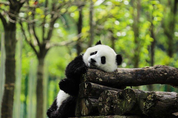 Private Car Tour: Dujiangyan Panda Valley and Irrigation System