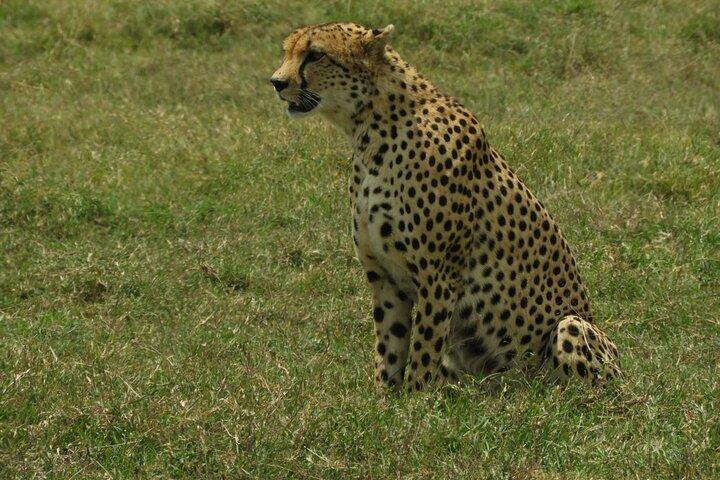 Game Drive Amboseli National Park Day Tour
