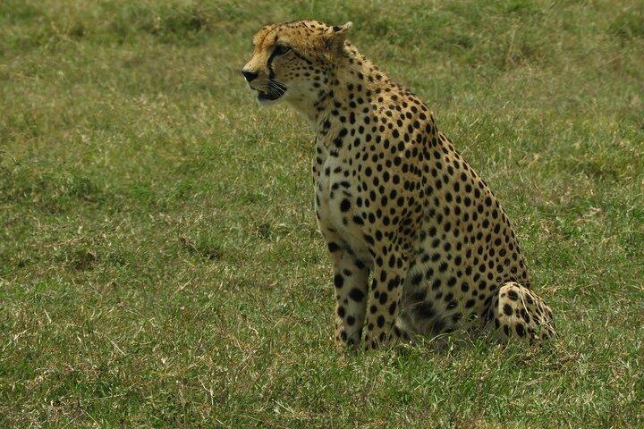Game Drive Amboseli National Park Day Tour